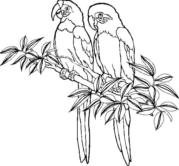 Coloring page: Parrot (Animals) #16070 - Free Printable Coloring Pages