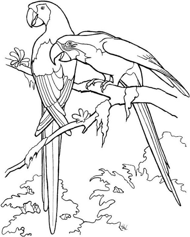 Coloring page: Parrot (Animals) #16071 - Free Printable Coloring Pages