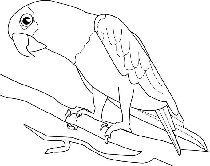 Coloring page: Parrot (Animals) #16075 - Free Printable Coloring Pages