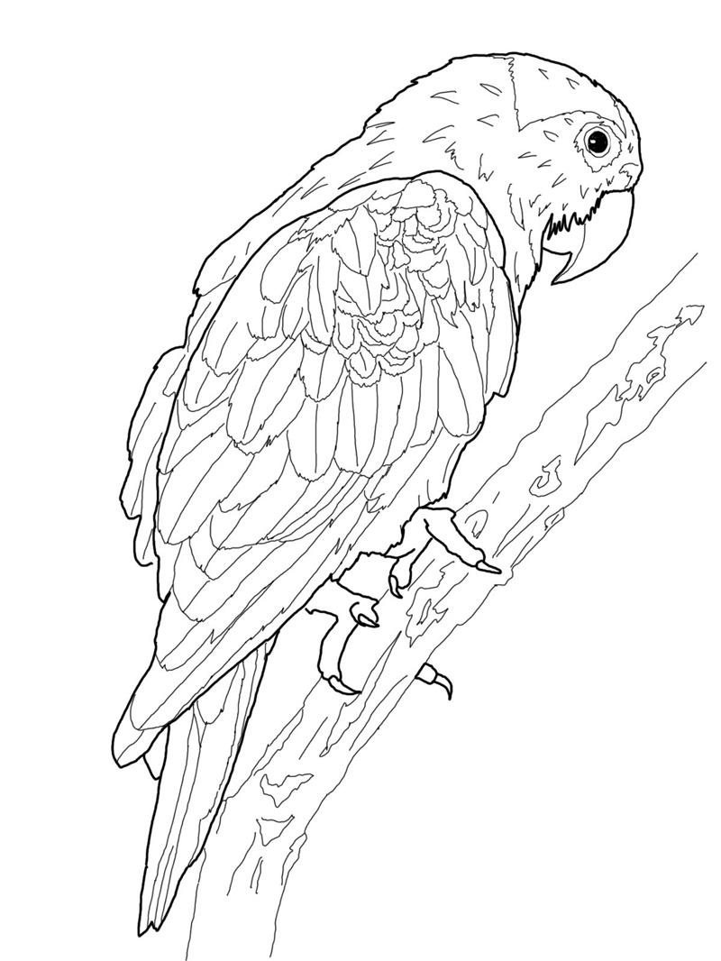 Coloring page: Parrot (Animals) #16076 - Free Printable Coloring Pages