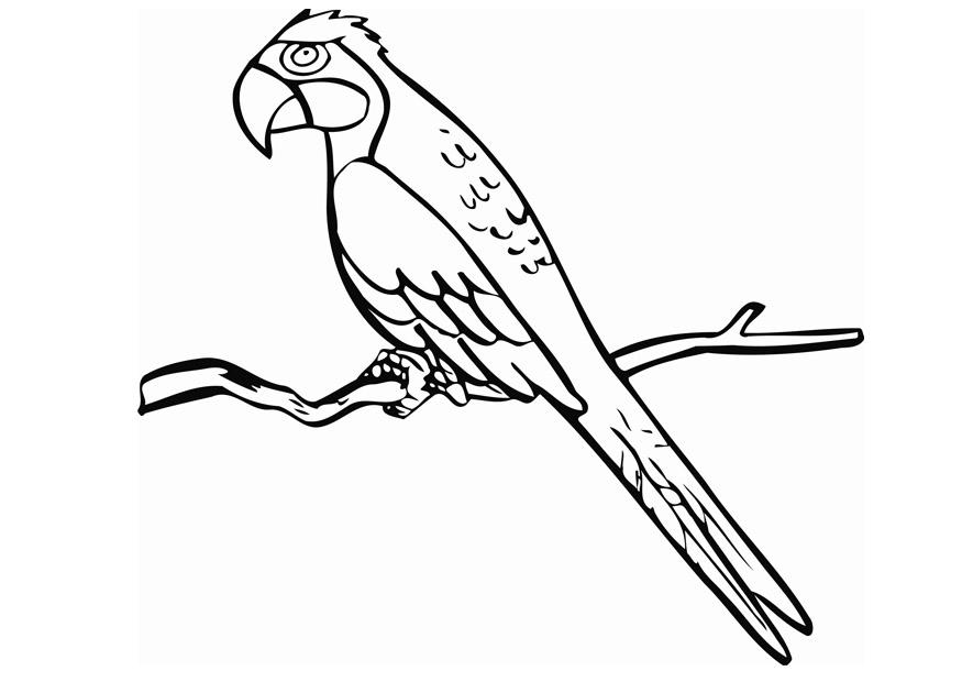 Coloring page: Parrot (Animals) #16084 - Free Printable Coloring Pages