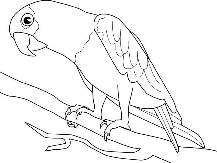 Coloring page: Parrot (Animals) #16085 - Free Printable Coloring Pages