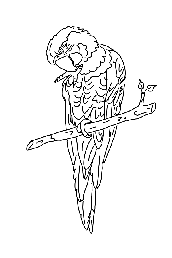 Coloring page: Parrot (Animals) #16102 - Free Printable Coloring Pages