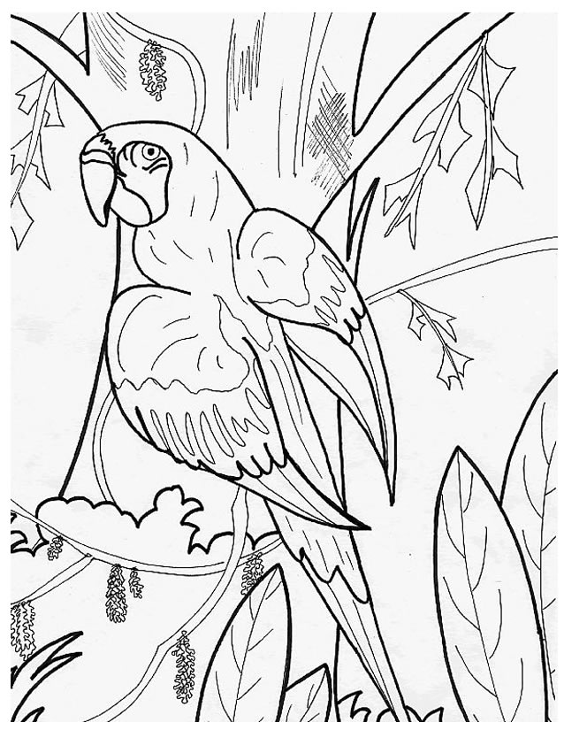 Coloring page: Parrot (Animals) #16104 - Free Printable Coloring Pages