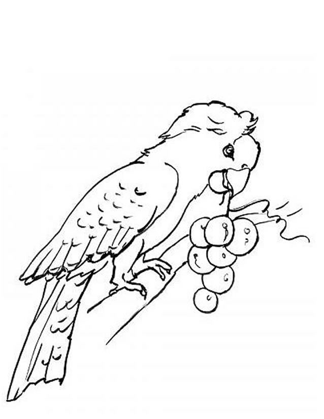Coloring page: Parrot (Animals) #16106 - Free Printable Coloring Pages