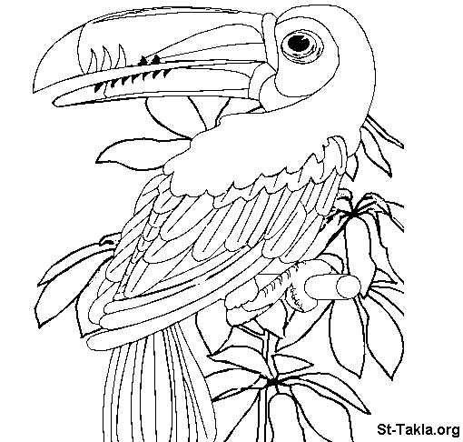 Coloring page: Parrot (Animals) #16121 - Free Printable Coloring Pages