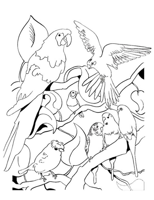 Coloring page: Parrot (Animals) #16147 - Free Printable Coloring Pages