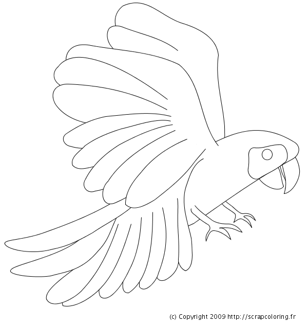 Coloring page: Parrot (Animals) #16160 - Free Printable Coloring Pages