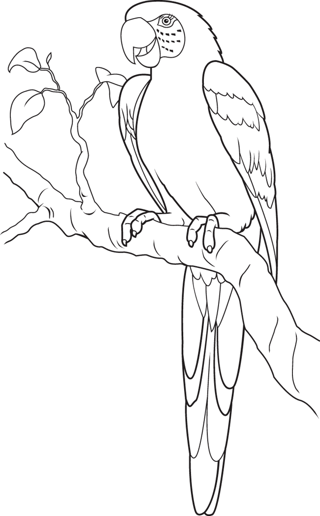 Coloring page: Parrot (Animals) #16172 - Free Printable Coloring Pages