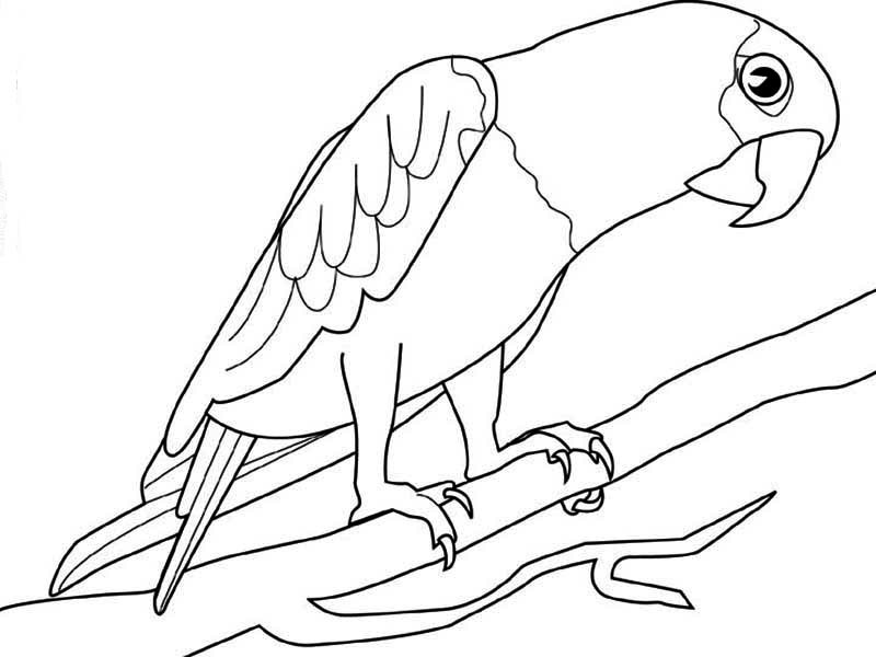 Coloring page: Parrot (Animals) #16191 - Free Printable Coloring Pages