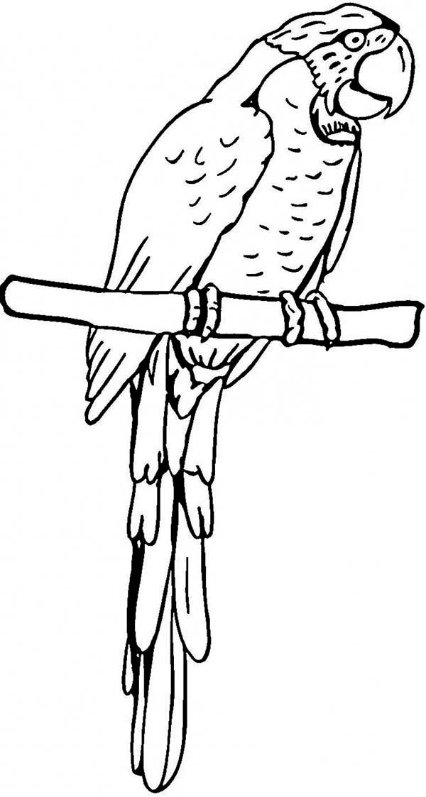 Coloring page: Parrot (Animals) #16209 - Free Printable Coloring Pages