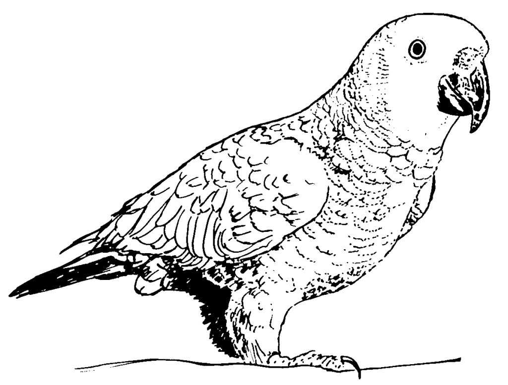 Drawings Parrot (Animals) – Page 2 – Printable coloring pages