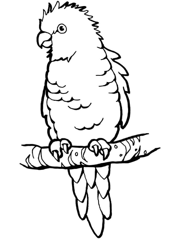Free printable Parrot coloring page #179103 from Animals collection