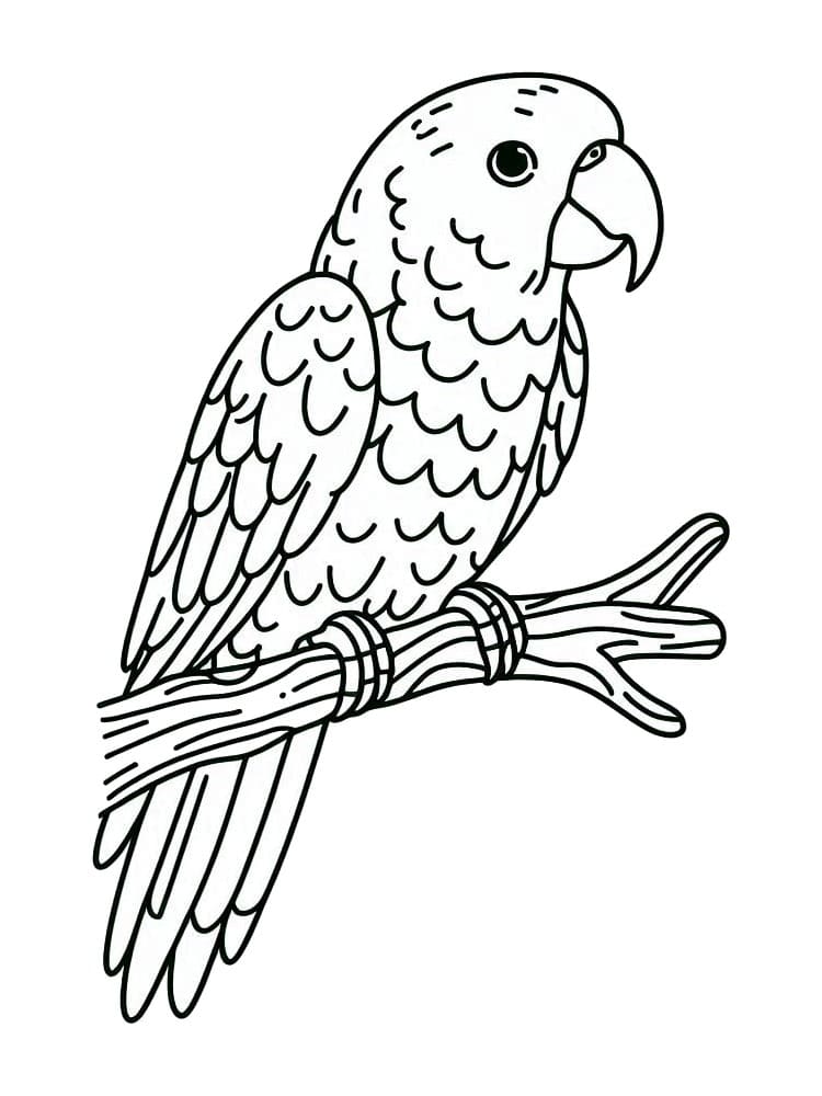 Free printable Parrot coloring page #217784 from Animals collection Free printable Parrot coloring page #217784 from Animals collection