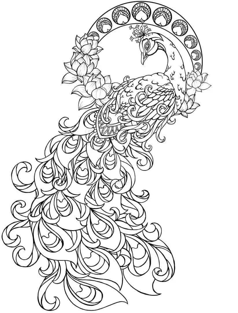 Free printable Peacock coloring page #197575 from Animals collection