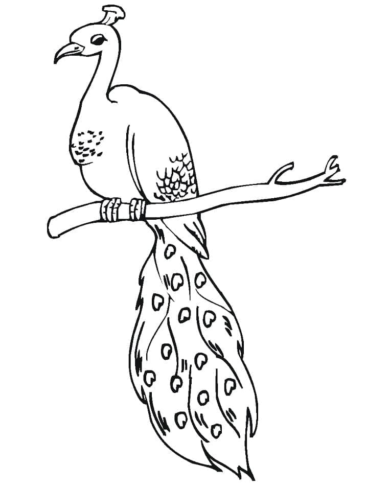 Free printable Peacock coloring page #197611 from Animals collection