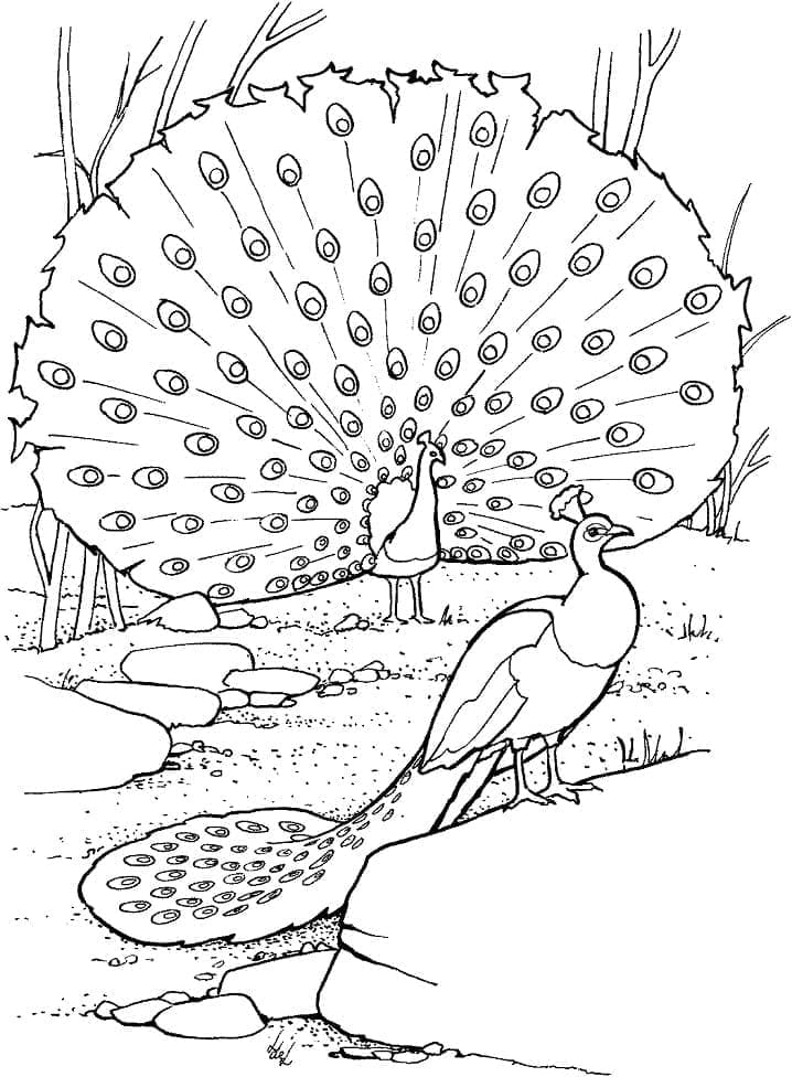 Coloring page: Peacock (Animals) #197613 - Free Printable Coloring Pages
