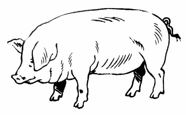 Pig #3596 (Animals) – Printable coloring pages
