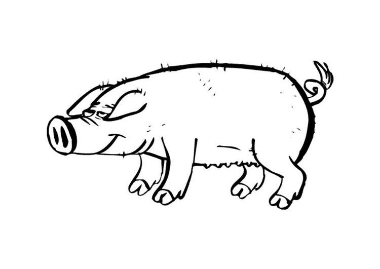 Coloring page: Pig (Animals) #3693 - Free Printable Coloring Pages