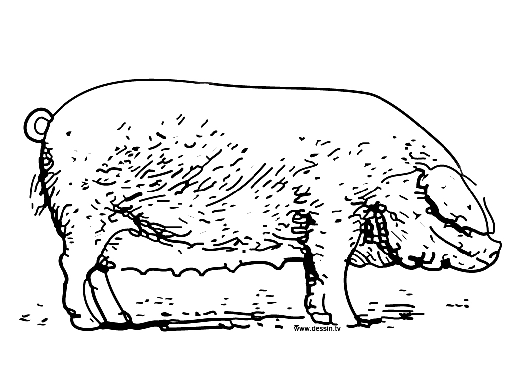 Coloring page: Pig (Animals) #3733 - Free Printable Coloring Pages
