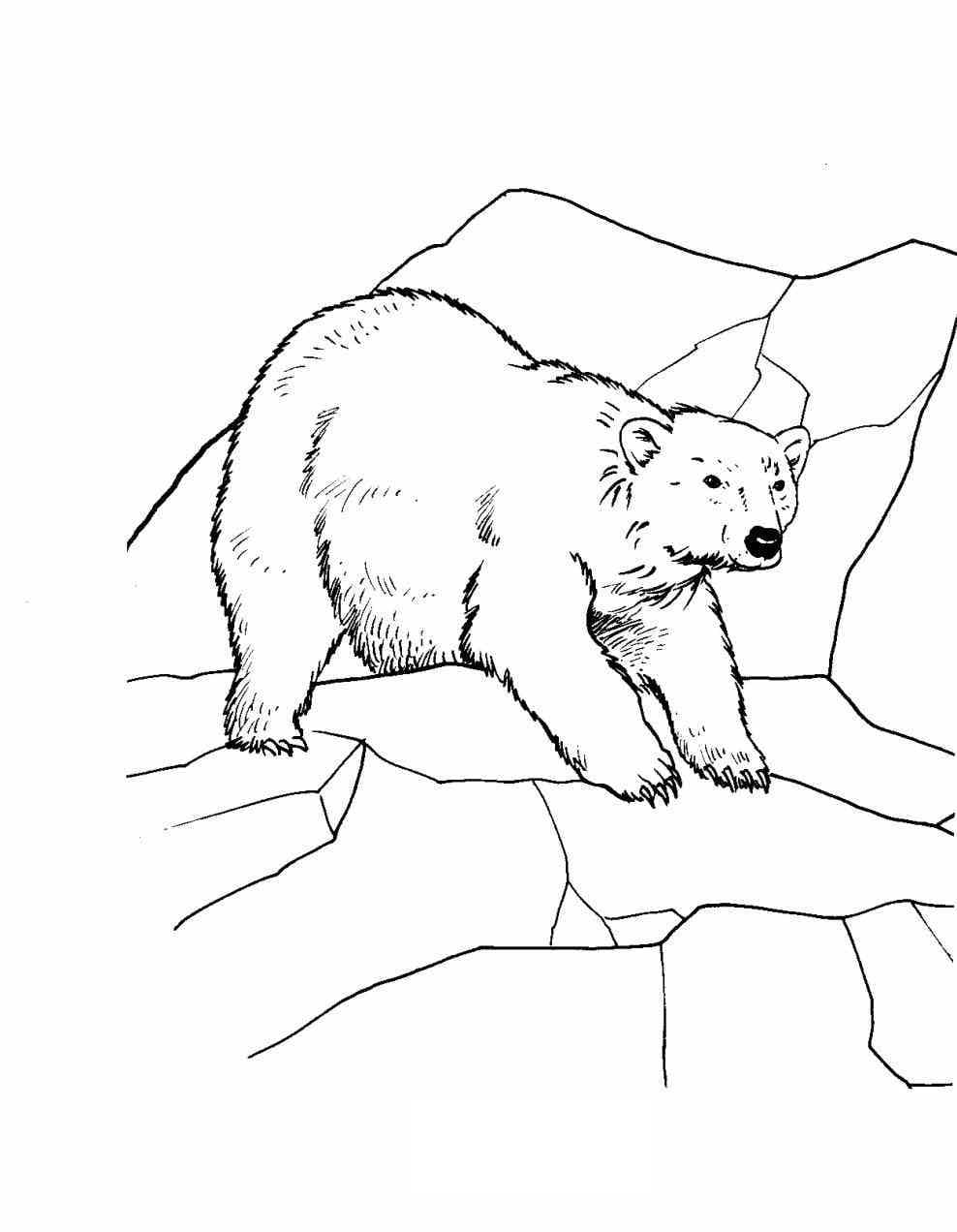 Free printable Polar Bear coloring page #201222 from Animals collection