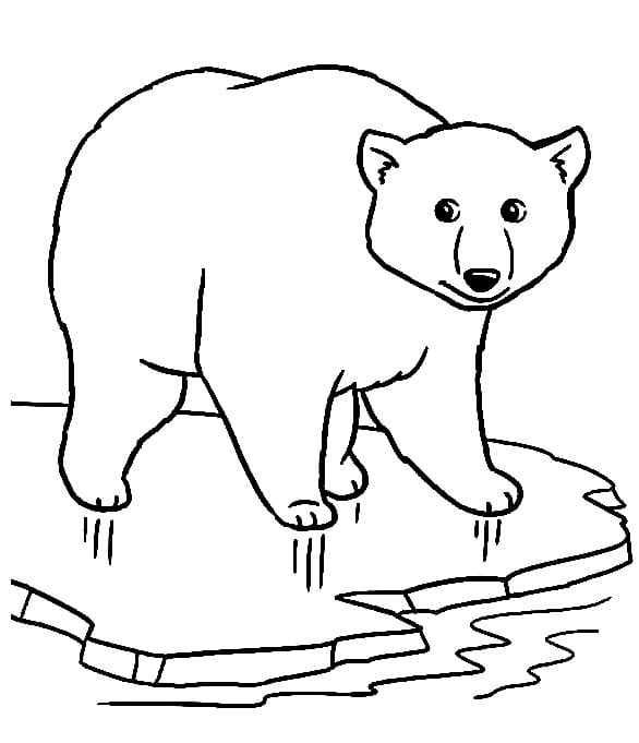 Free printable Polar Bear coloring page #201228 from Animals collection Free printable Polar Bear coloring page #201228 from Animals collection