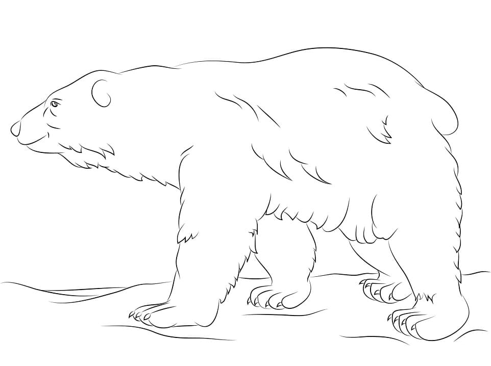Free printable Polar Bear coloring page #201257 from Animals collection Free printable Polar Bear coloring page #201257 from Animals collection