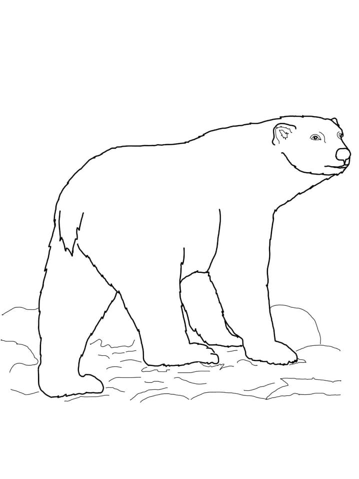 Free printable Polar Bear coloring page #201258 from Animals collection Free printable Polar Bear coloring page #201258 from Animals collection