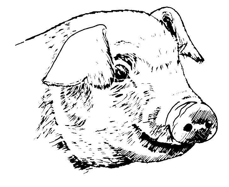 Coloring page: Pork (Animals) #17751 - Free Printable Coloring Pages