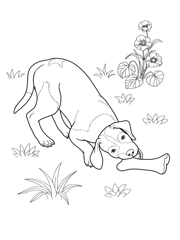 Coloring page: Puppy (Animals) #2940 - Free Printable Coloring Pages