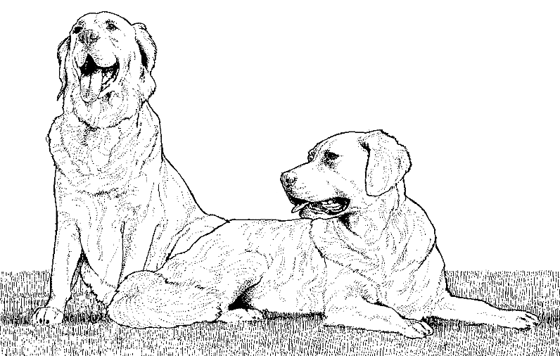 Coloring page: Puppy (Animals) #2992 - Free Printable Coloring Pages
