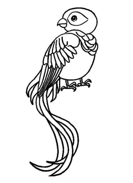 Free printable Quetzal coloring page #180743 from Animals collection