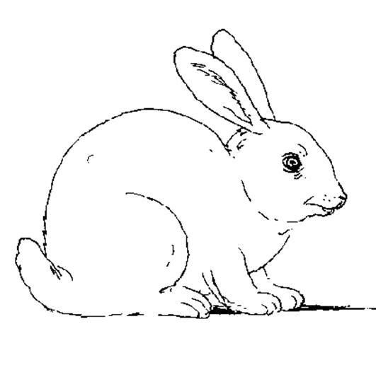 Coloring page: Rabbit (Animals) #9510 - Free Printable Coloring Pages