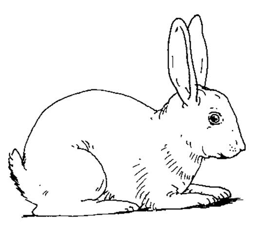 Coloring page: Rabbit (Animals) #9530 - Free Printable Coloring Pages