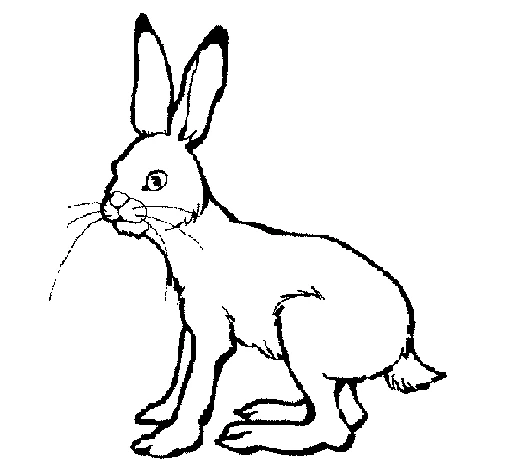 Free printable Rabbit and Hare coloring page #10078 from Animals collection Free printable Rabbit and Hare coloring page #10078 from Animals collection
