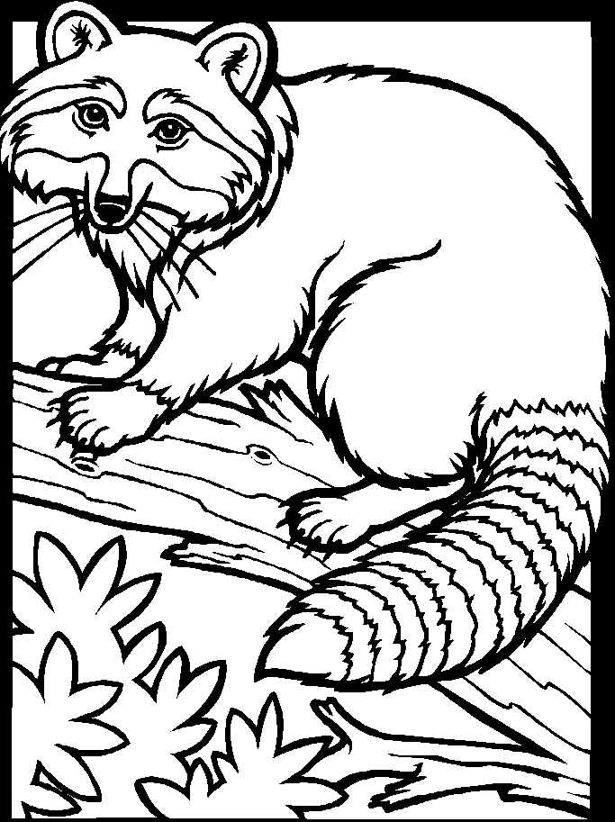 Coloring page: Raccoon (Animals) #19991 - Free Printable Coloring Pages