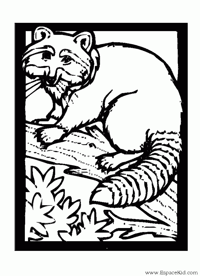 Coloring page: Raccoon (Animals) #19994 - Free Printable Coloring Pages