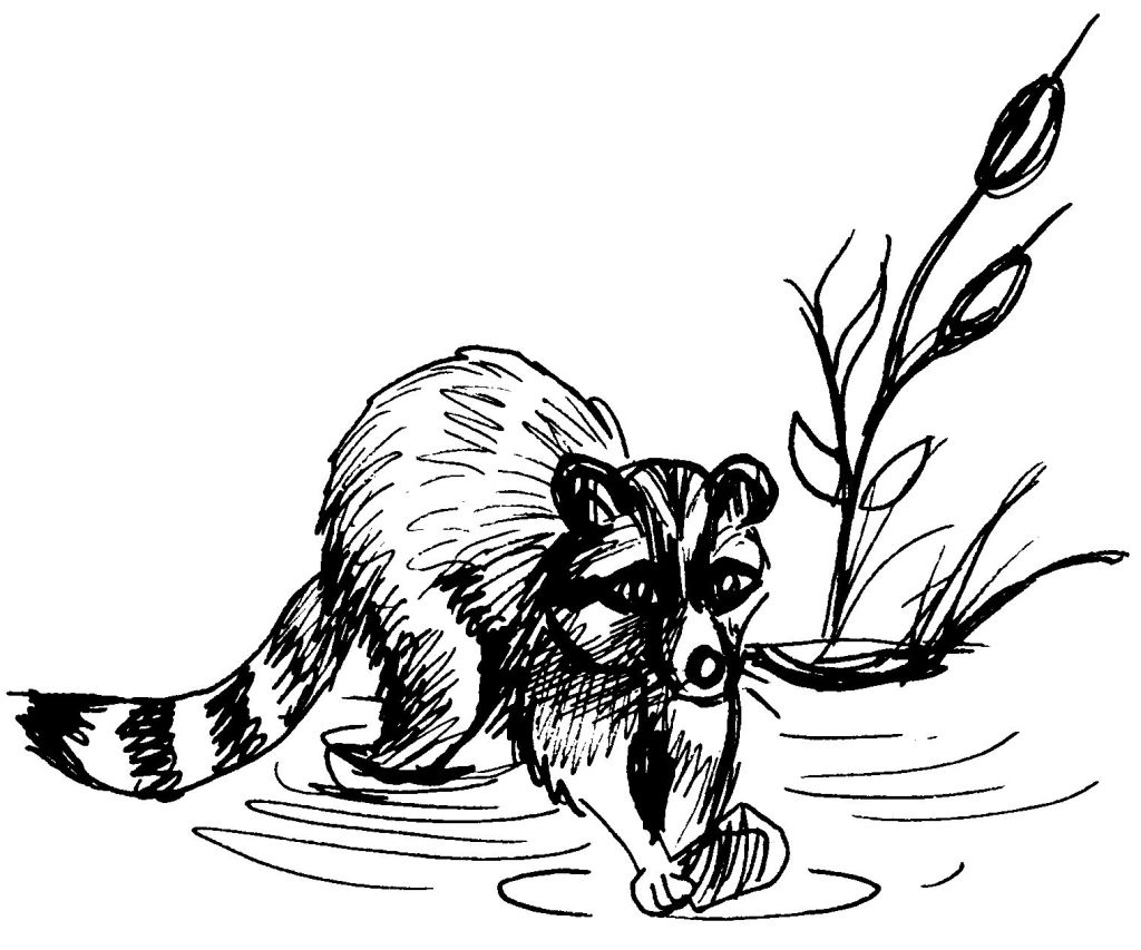 Coloring page: Raccoon (Animals) #19995 - Free Printable Coloring Pages
