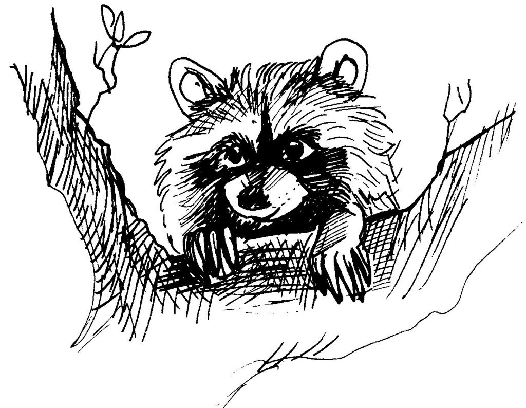 Coloring page: Raccoon (Animals) #20018 - Free Printable Coloring Pages