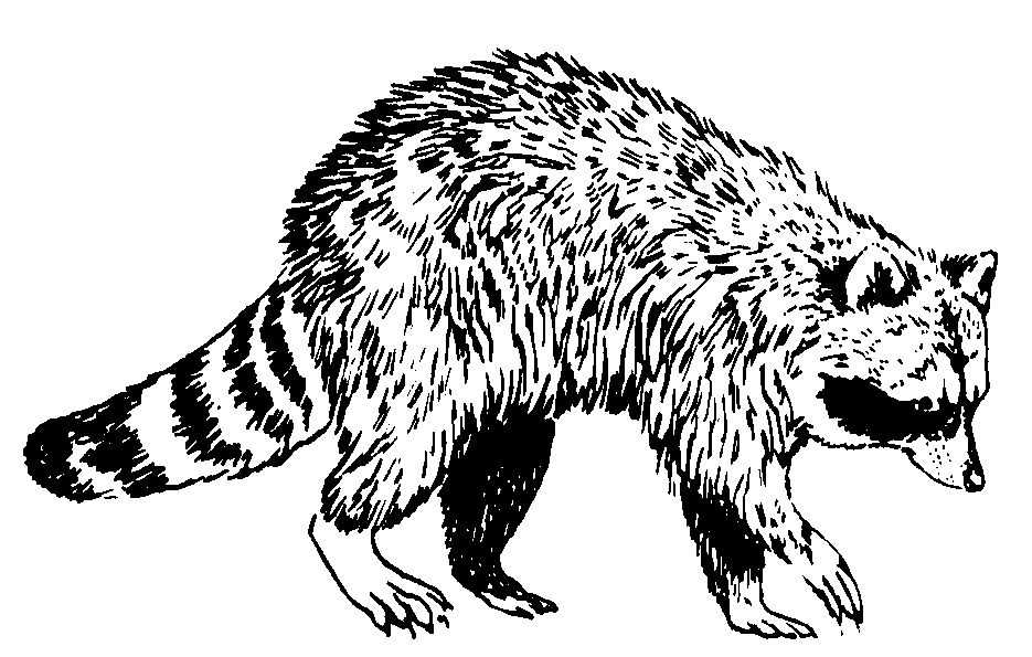 Coloring page: Raccoon (Animals) #20020 - Free Printable Coloring Pages