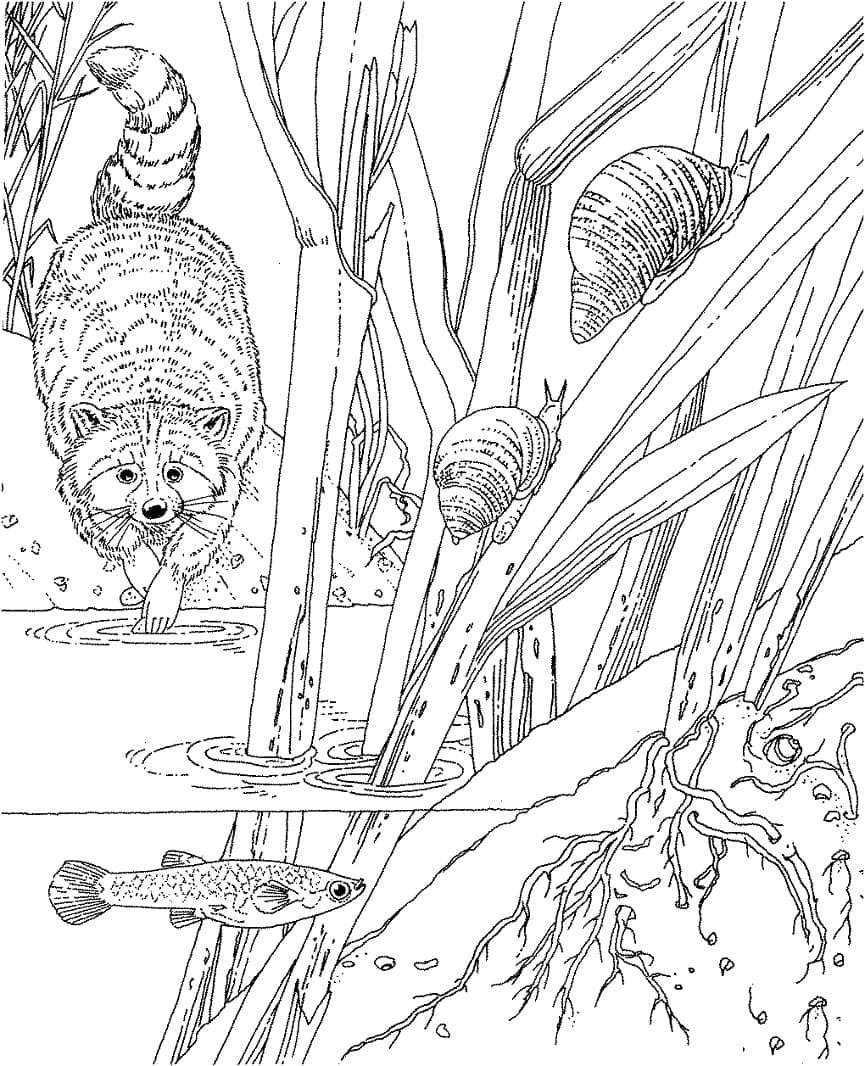 Free printable Raccoon coloring page #208522 from Animals collection Free printable Raccoon coloring page #208522 from Animals collection