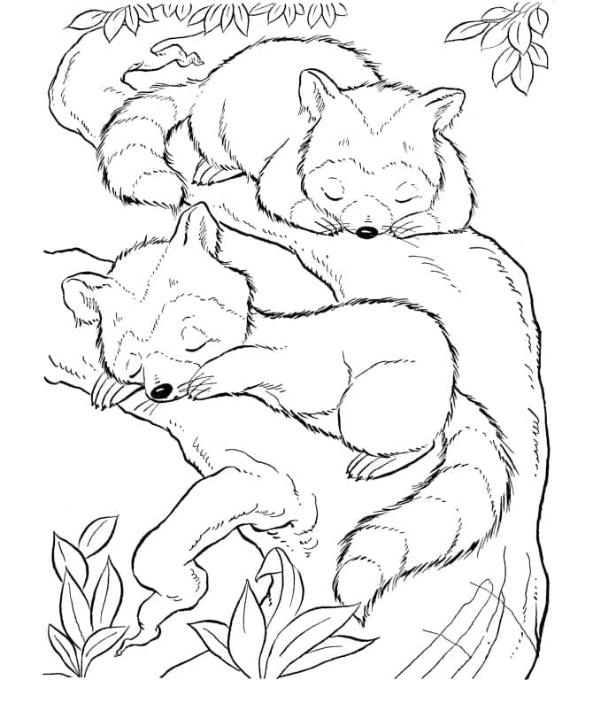 Free printable Raccoon coloring page #208528 from Animals collection Free printable Raccoon coloring page #208528 from Animals collection