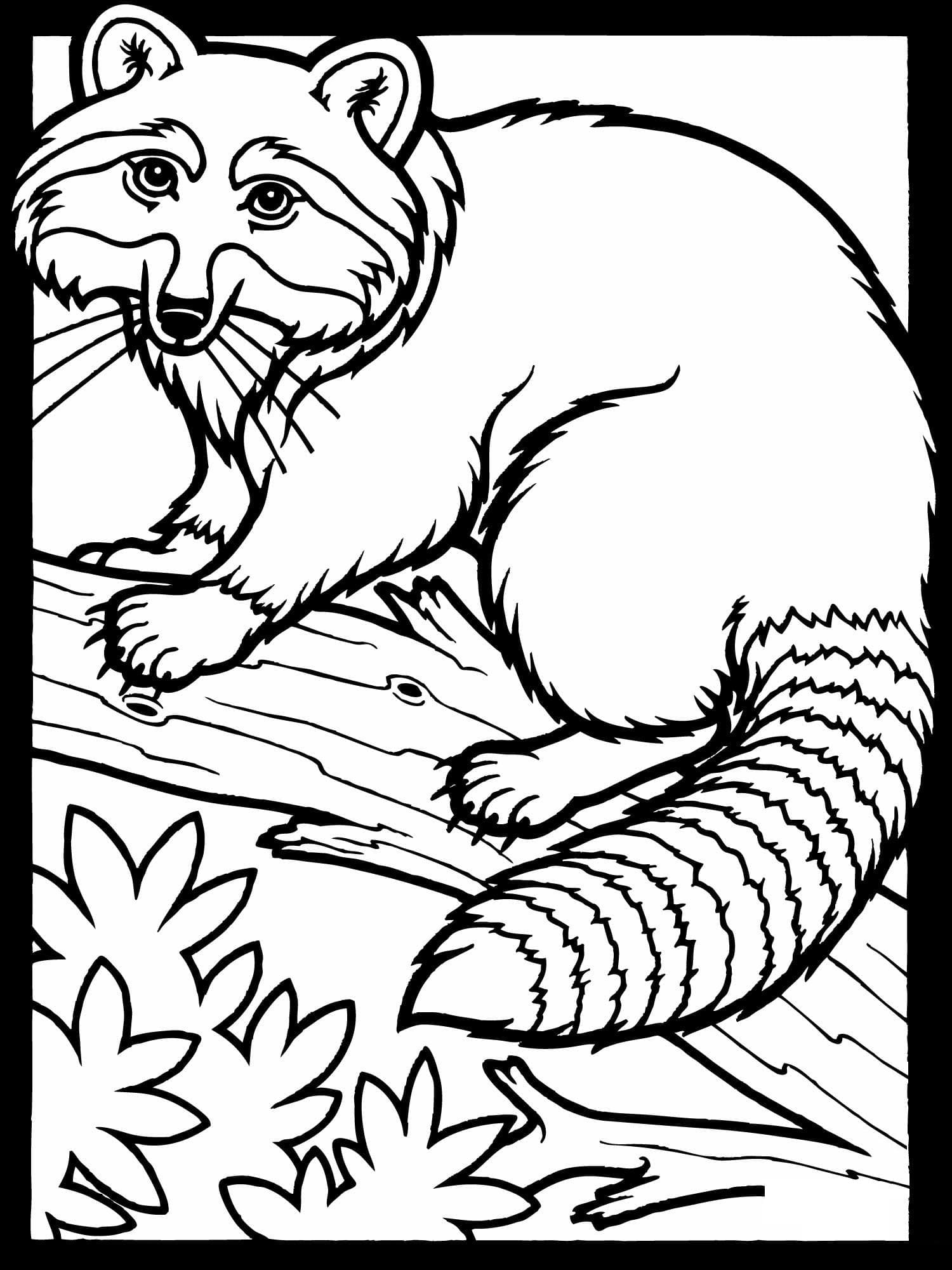 Coloring page: Raccoon (Animals) #208537 - Free Printable Coloring Pages