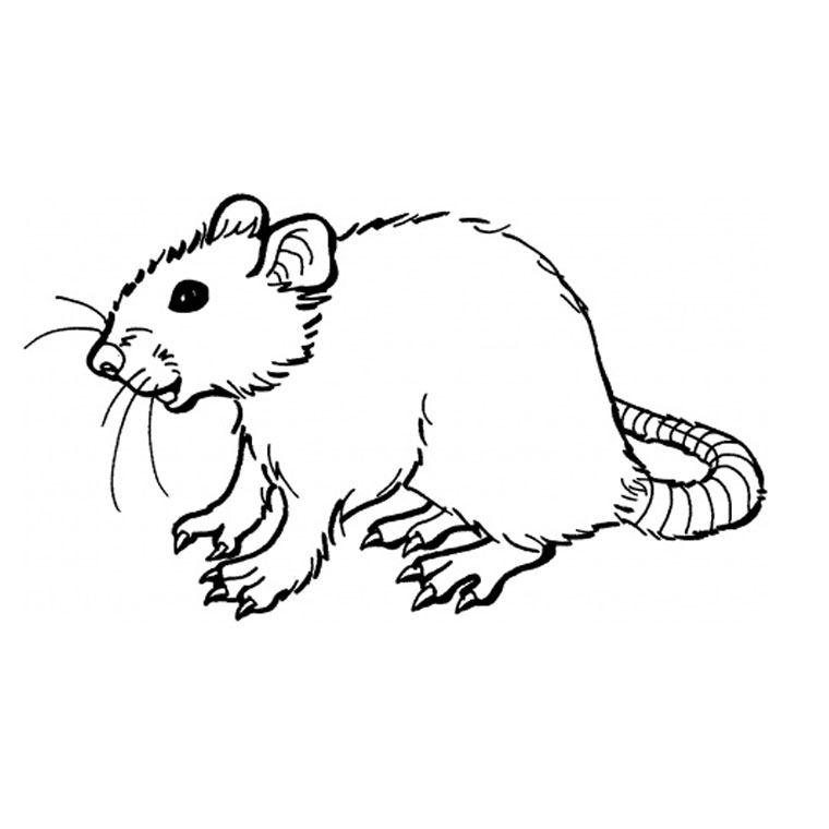 Coloring page: Rat (Animals) #15162 - Free Printable Coloring Pages