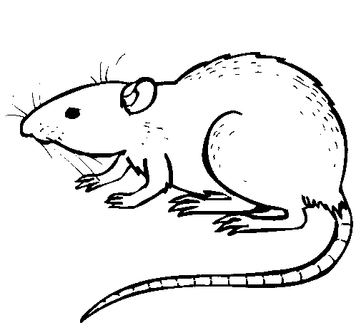 Coloring page: Rat (Animals) #15164 - Free Printable Coloring Pages