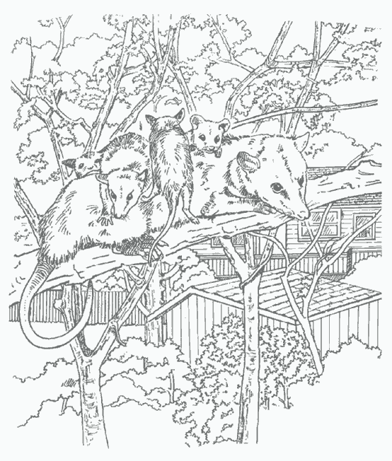Coloring page: Rat (Animals) #15179 - Free Printable Coloring Pages