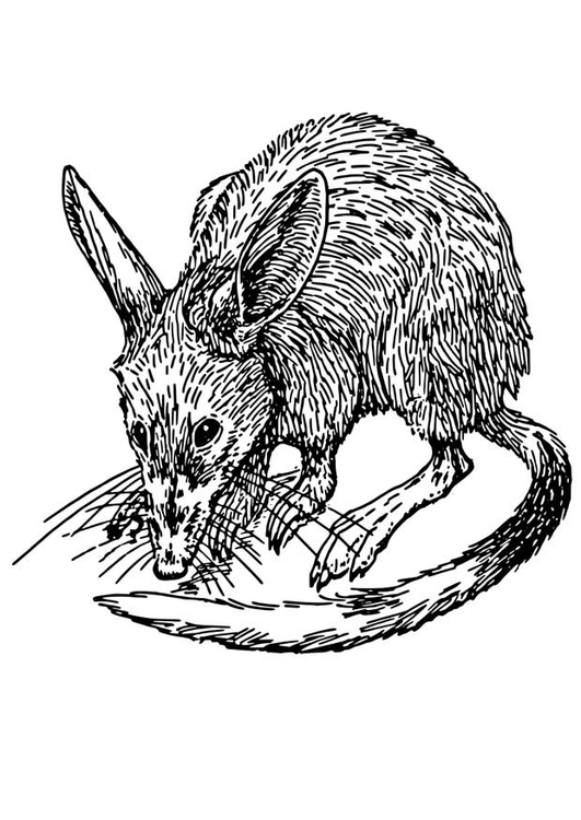 Coloring page: Rat (Animals) #15182 - Free Printable Coloring Pages