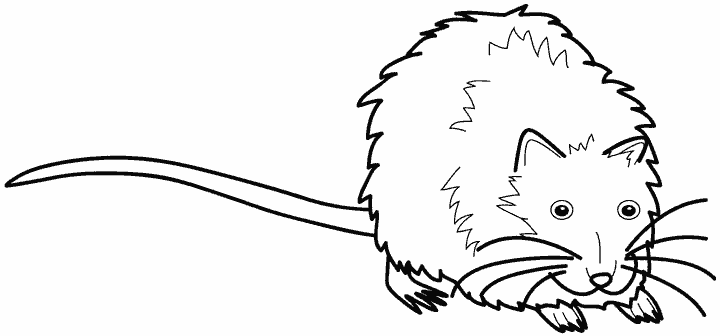 Coloring page: Rat (Animals) #15183 - Free Printable Coloring Pages