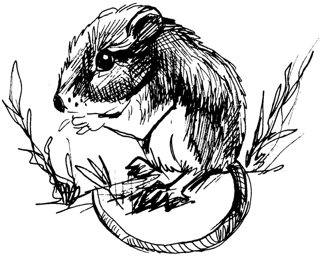 Coloring page: Rat (Animals) #15190 - Free Printable Coloring Pages