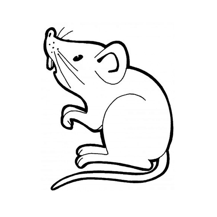 Coloring Pages Rat Animals Printable Coloring Pages